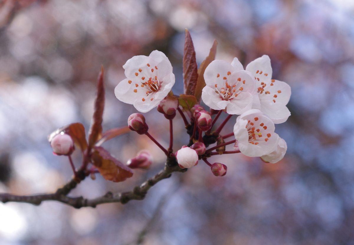 CIA cherryblossom
